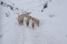 Yaylada mahsur kalan 4 çoban ve 2 bin küçükbaş hayvan kurtarıldı