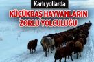 Karlı yollarda küçükbaş hayvanların zorlu yolculuğu