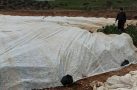 Bakla ve bezelye üreticilerinden don tehlikesine karşı elyaf örtülü önlem