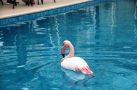 Otelin havuzuna düşen yaralı flamingoyu görenler şoke oldu