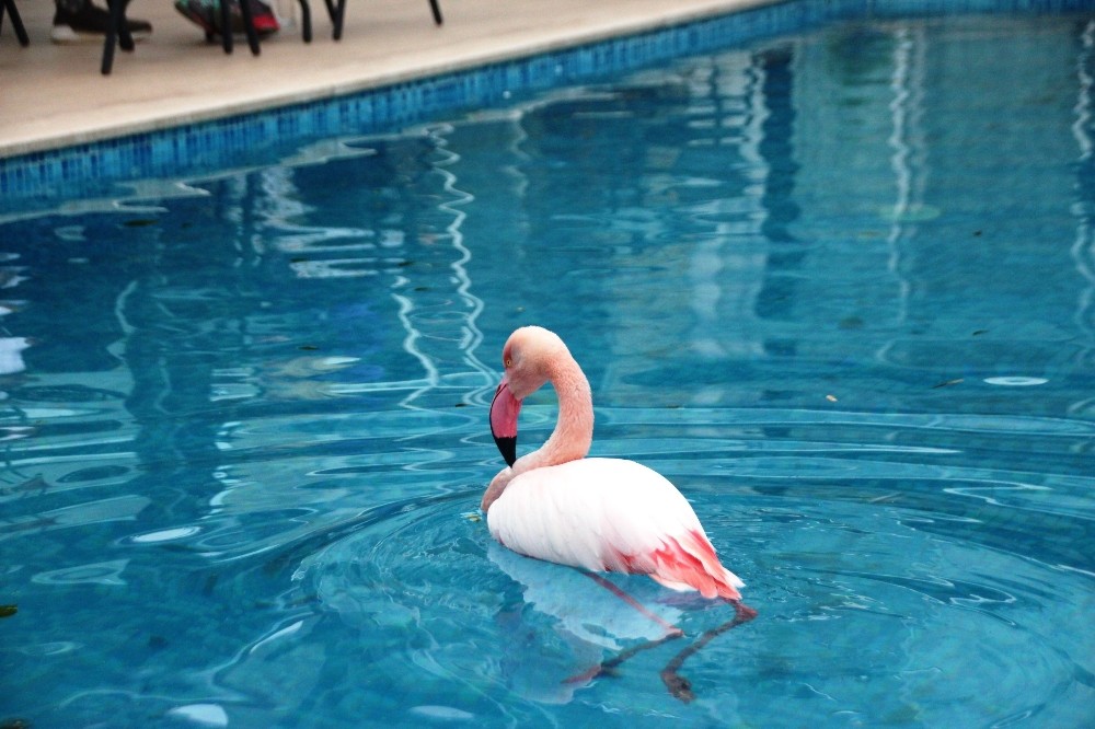 Otelin havuzuna düşen yaralı flamingoyu görenler şoke oldu