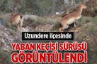 Erzurum’da yaban keçisi sürüsü görüntülendi