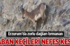 Erzurum’da zorlu dağları tırmanan yaban keçileri nefes kesti