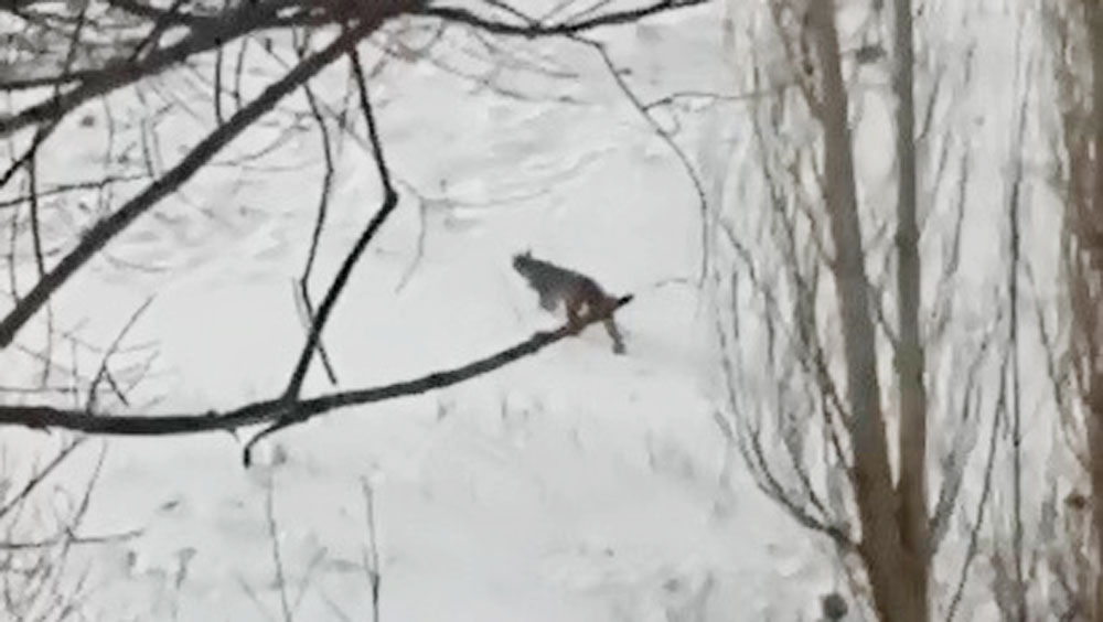 Erzurum’da nesli tükenmekte olan vaşak görüntülendi