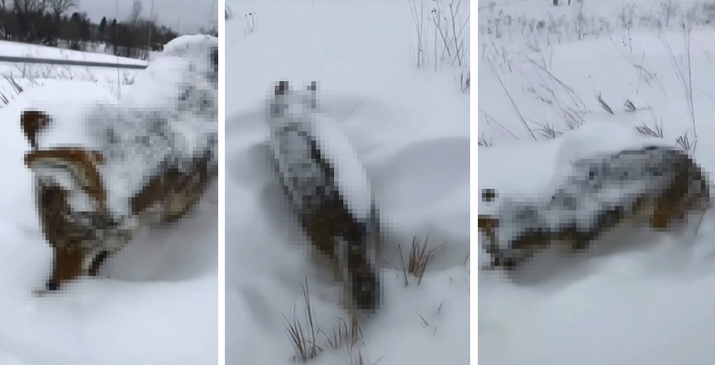 Erzurum’da kurt ayakta dondu