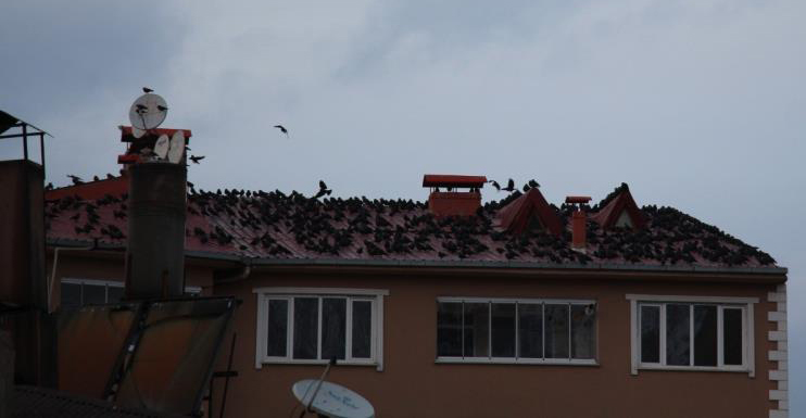 Oltu’da karga istilası